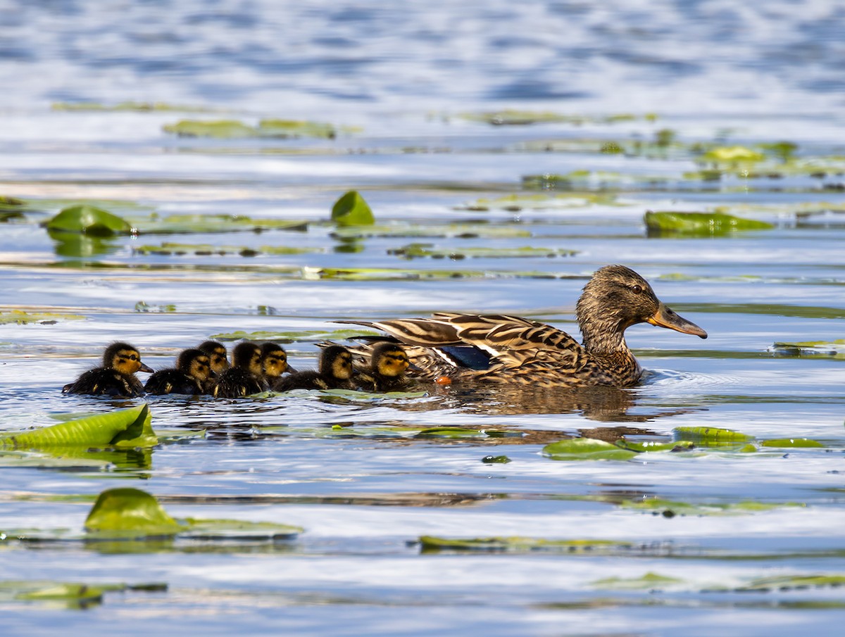 Mallard - ML635616939