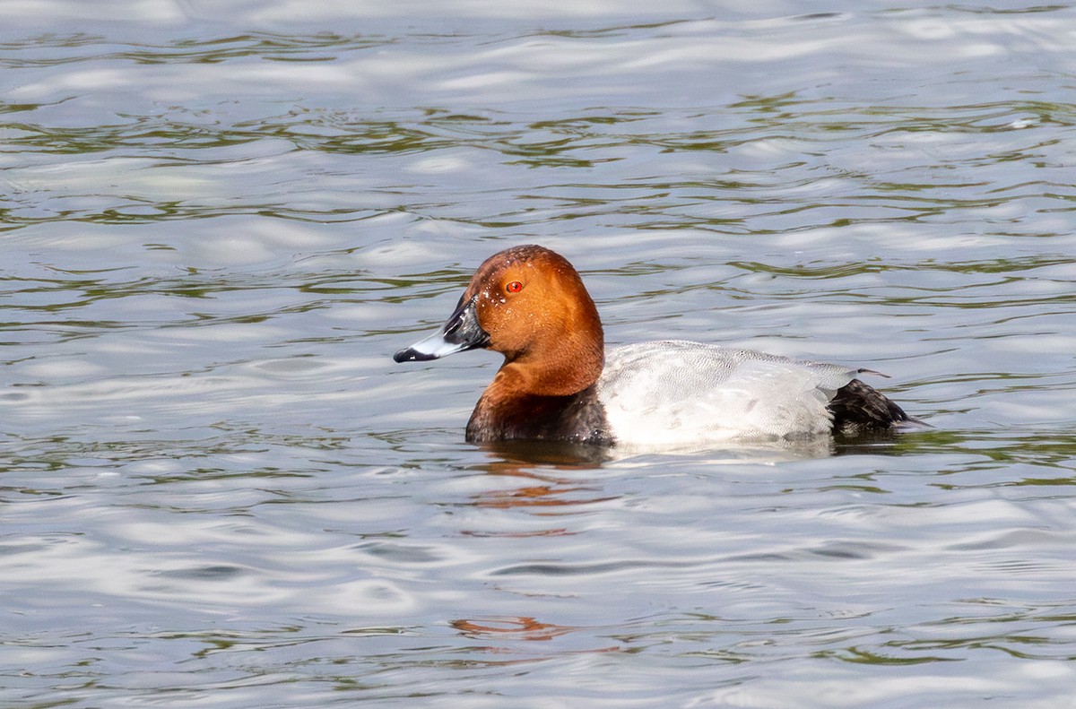 Common Pochard - ML635616943