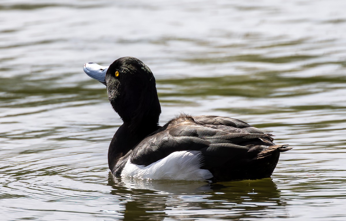 Tufted Duck - ML635616966