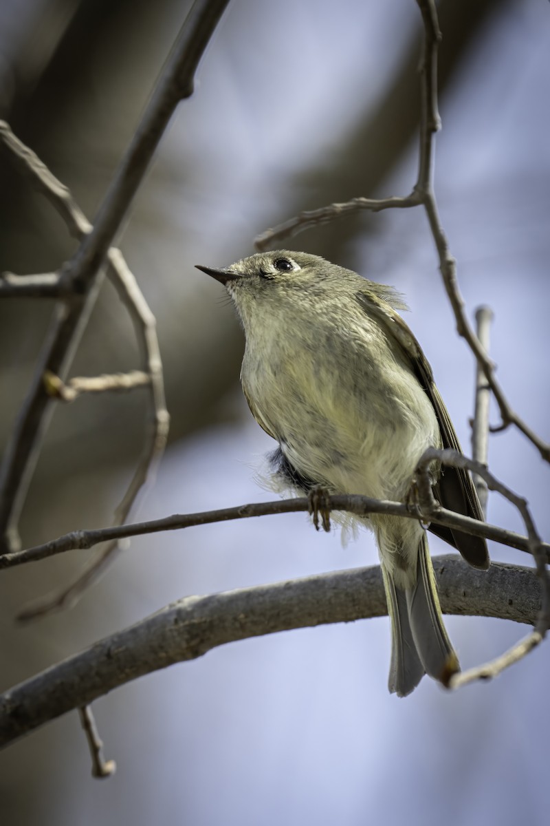 Ruby-crowned Kinglet - ML635616970