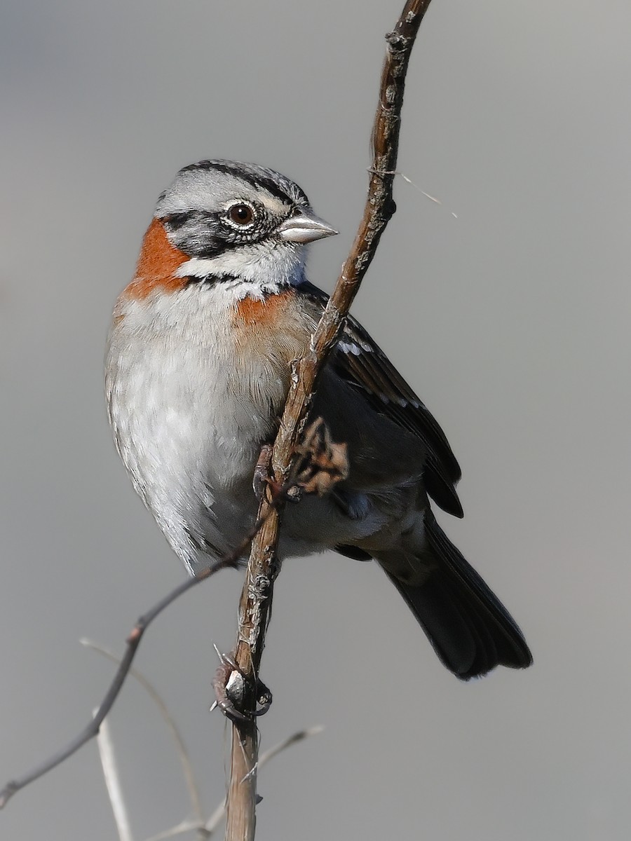 Rufous-collared Sparrow - ML635616973