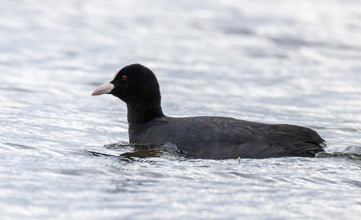 Eurasian Coot - ML635616982