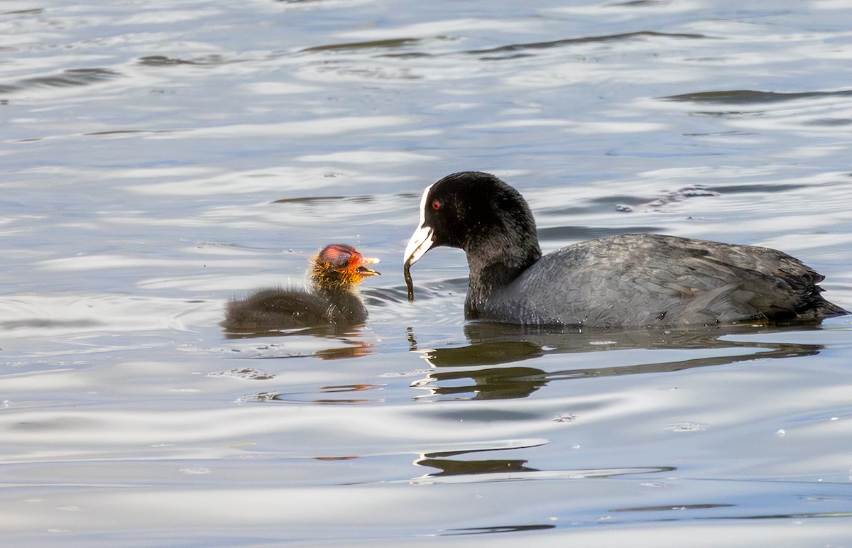 Eurasian Coot - ML635616983