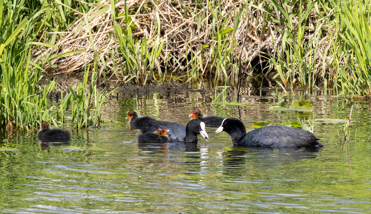 Eurasian Coot - ML635616984