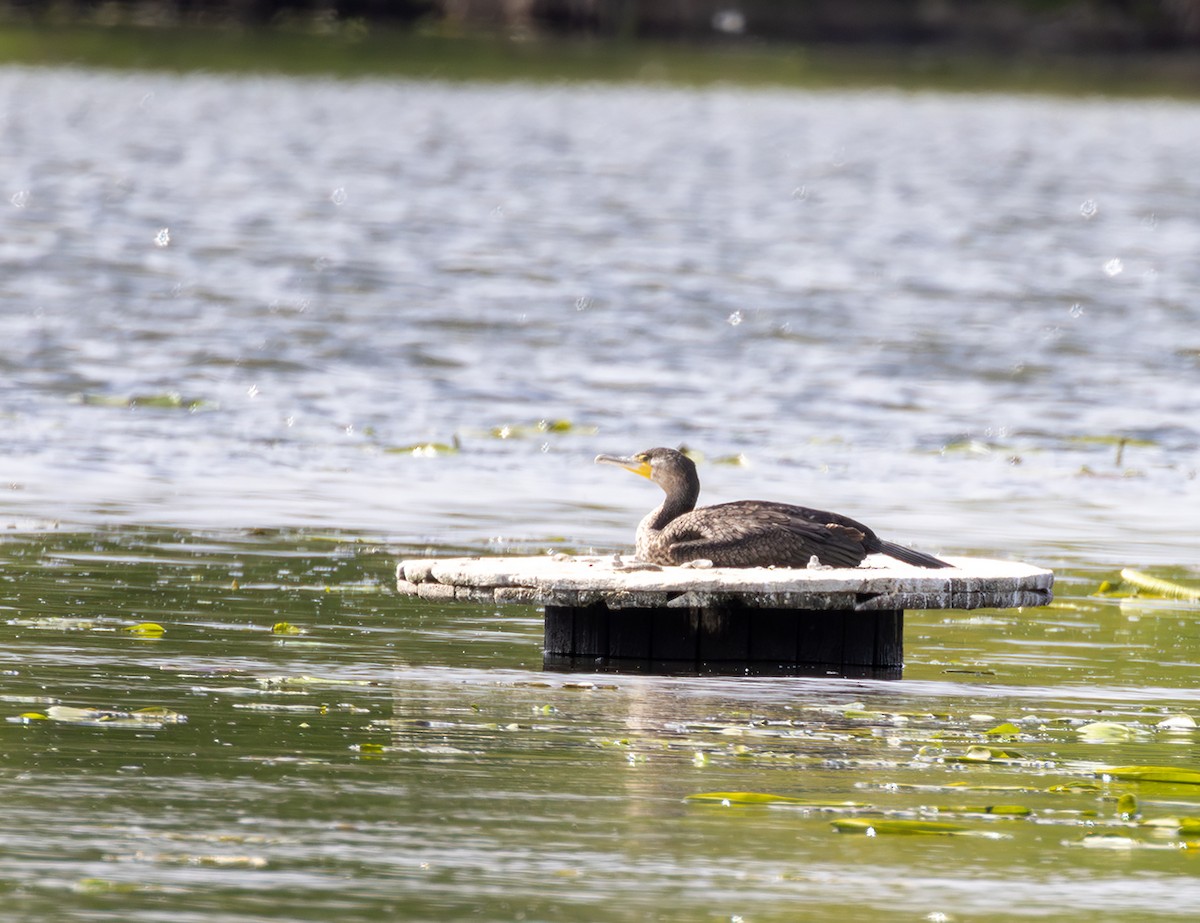 Great Cormorant - ML635616997