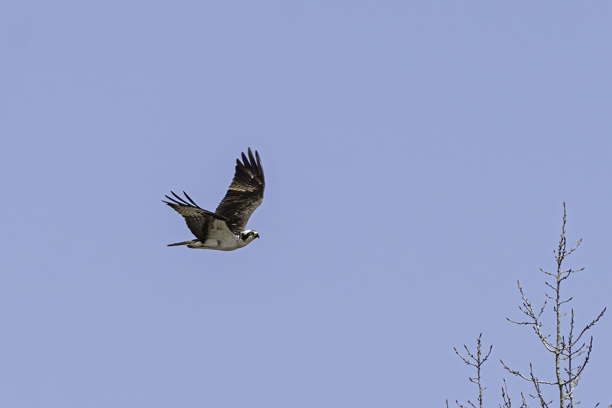 Osprey - ML635617002