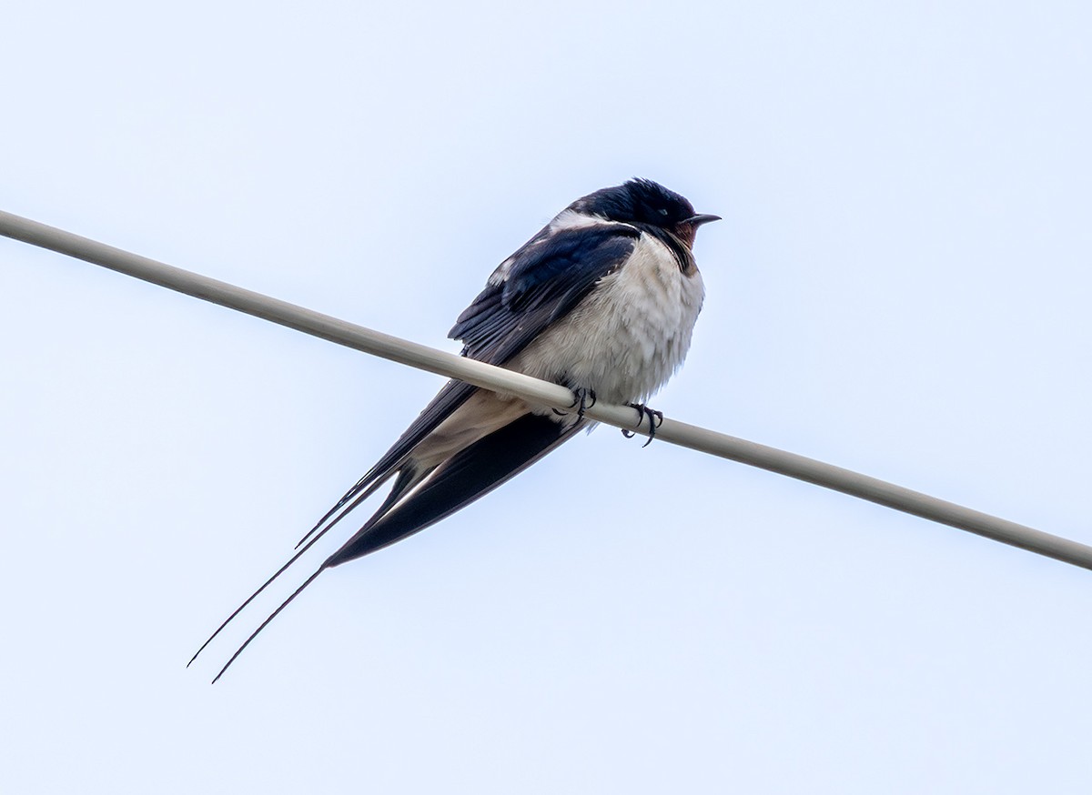 Barn Swallow - ML635617006