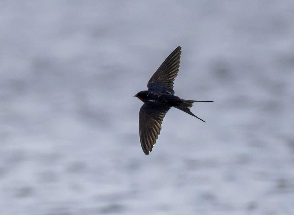 Barn Swallow - ML635617007