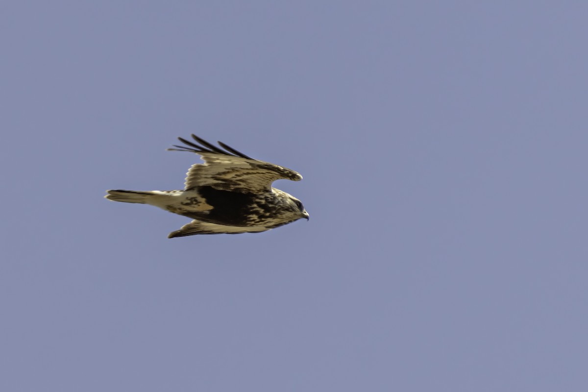 Rough-legged Hawk - ML635617010