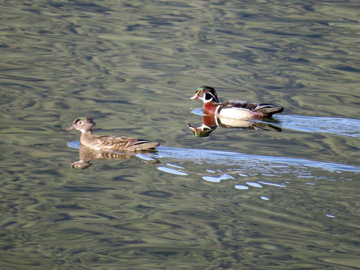 Wood Duck - ML635617026