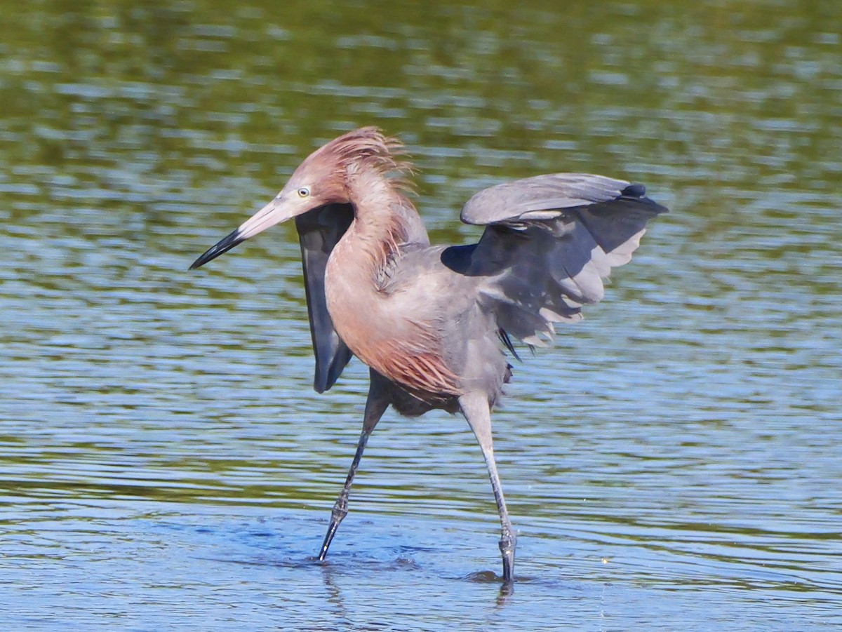 Reddish Egret - ML635617037