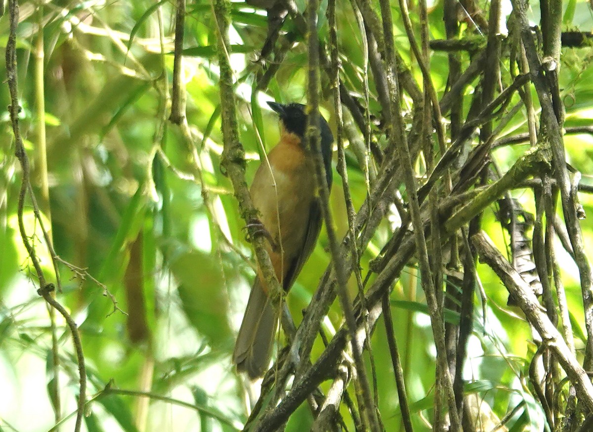 Tangara barbouillé - ML635617132