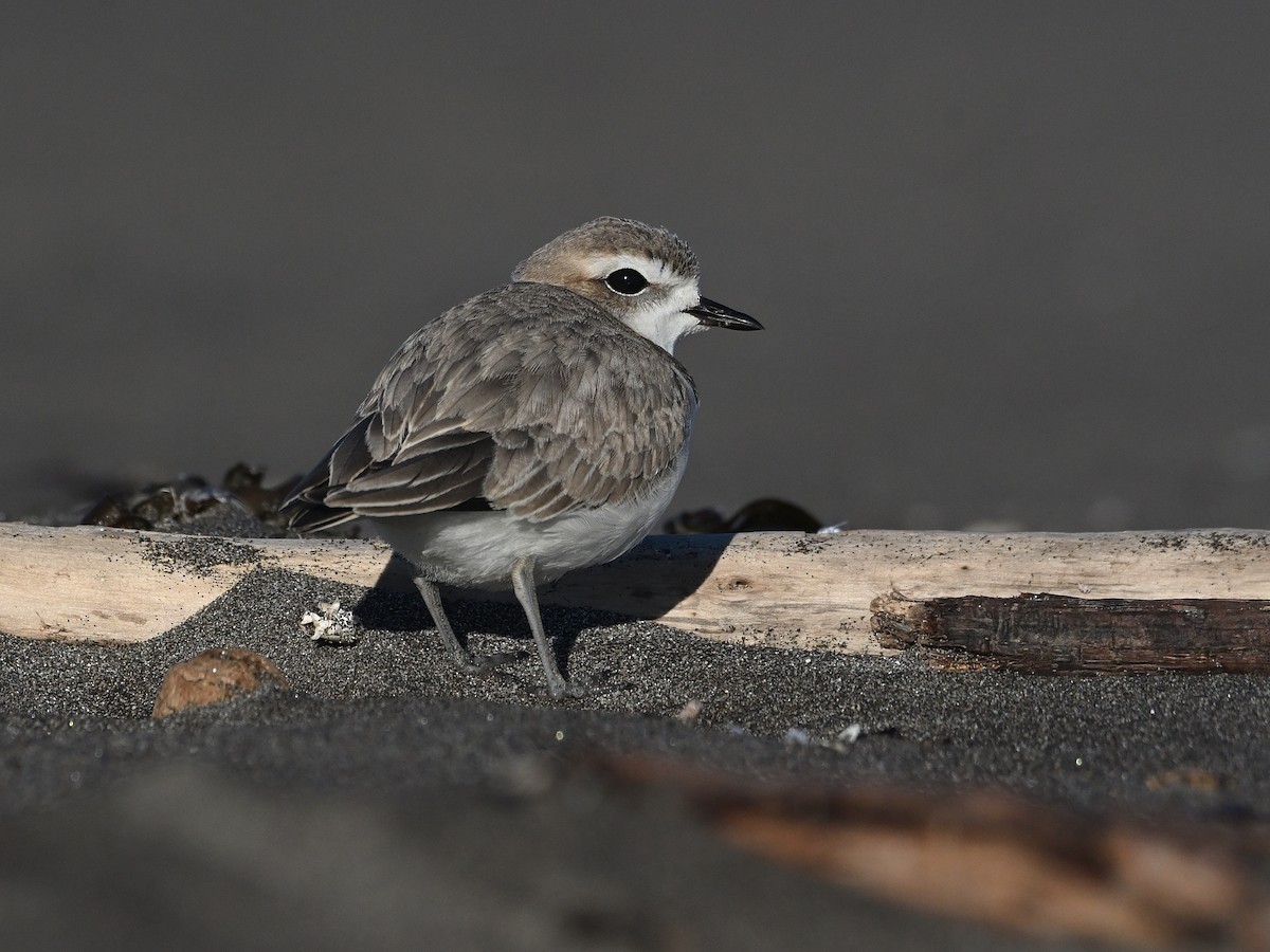 Snowy Plover - ML635617141