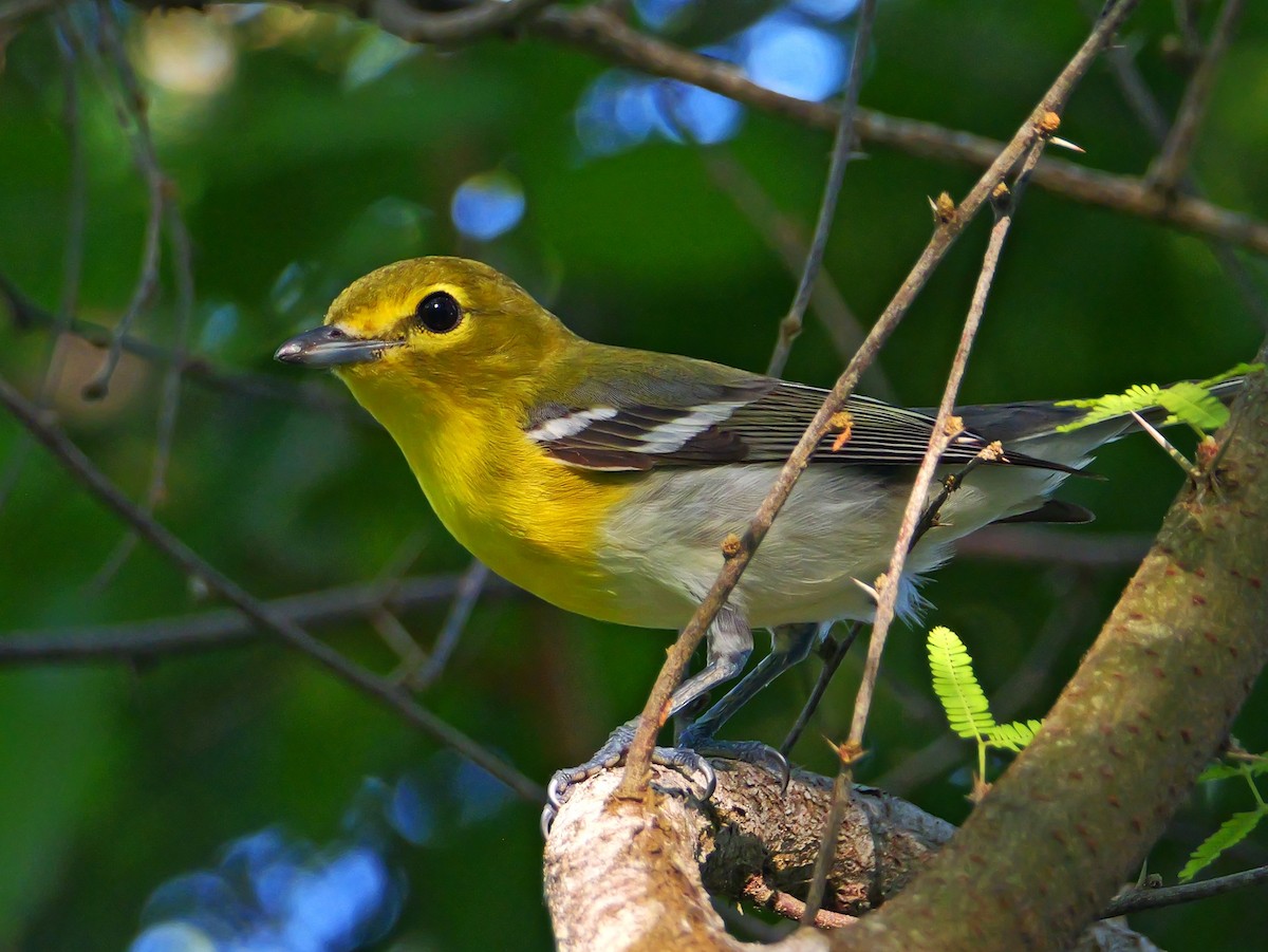 Yellow-throated Vireo - ML635617142