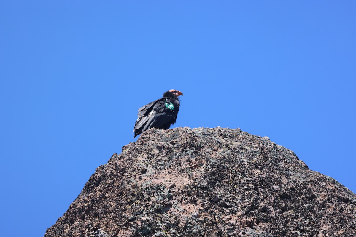 California Condor - ML635617180