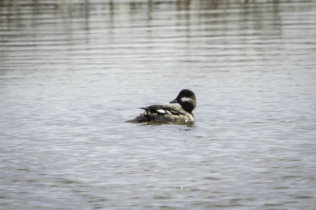 Bufflehead - ML635617239