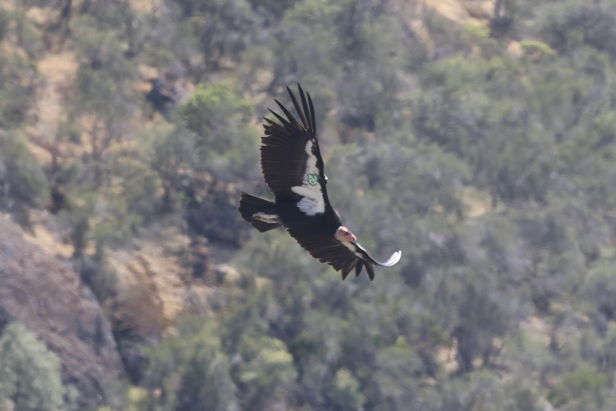 California Condor - ML635617244