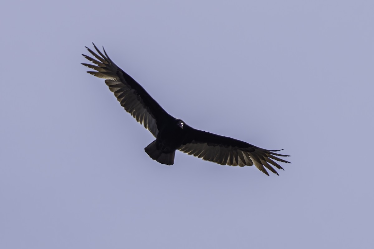 Turkey Vulture - ML635617245