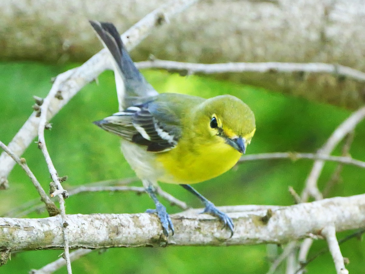 Yellow-throated Vireo - ML635617249