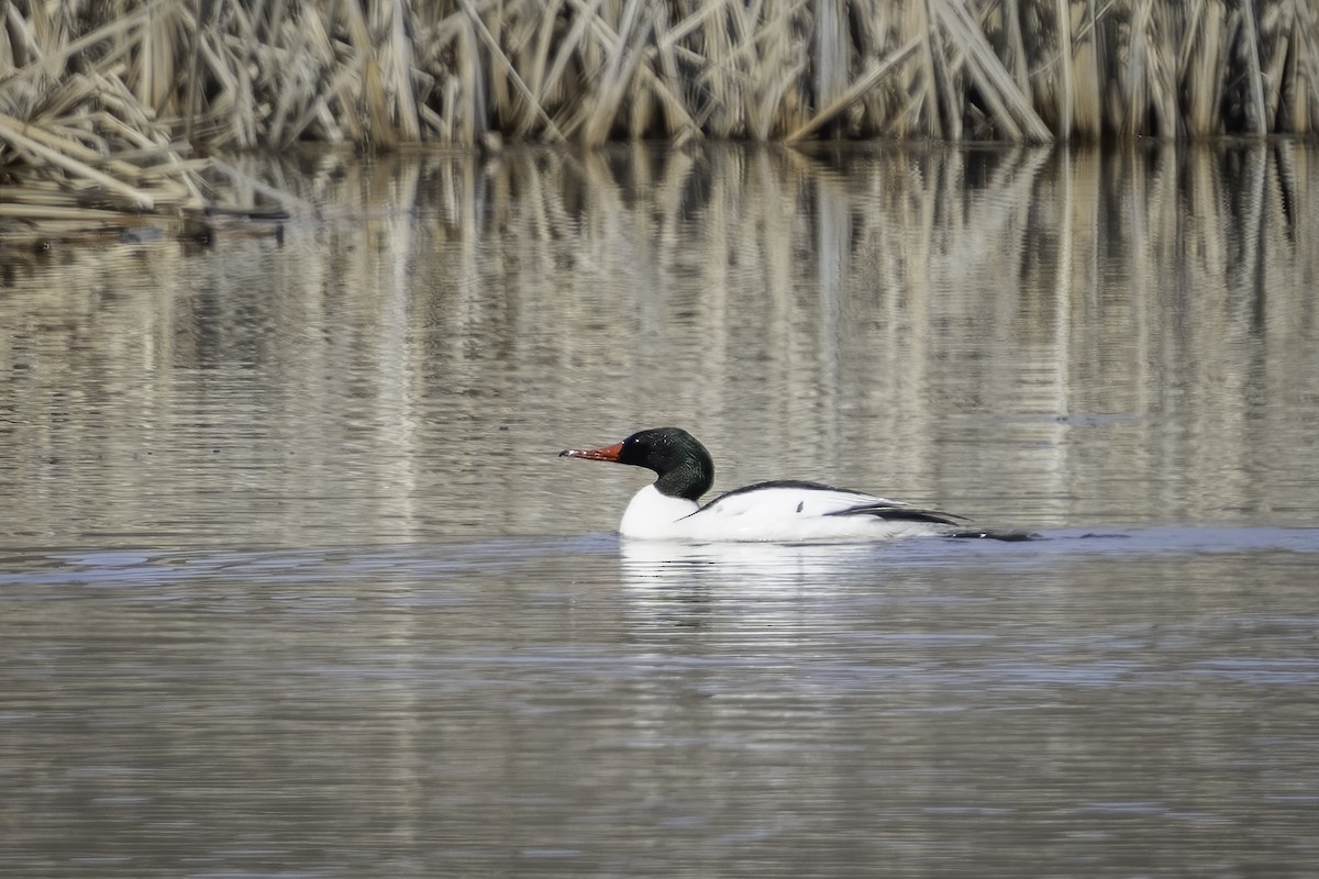 Common Merganser - ML635617323