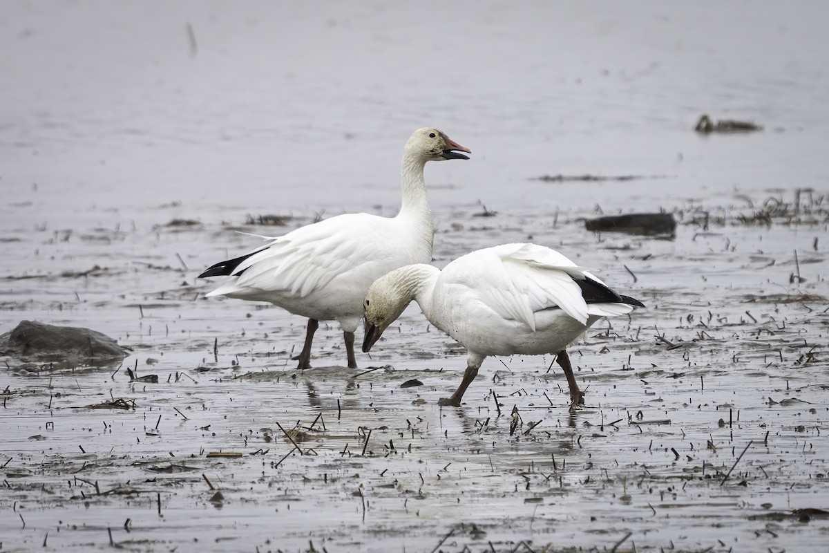Snow Goose - ML635617497