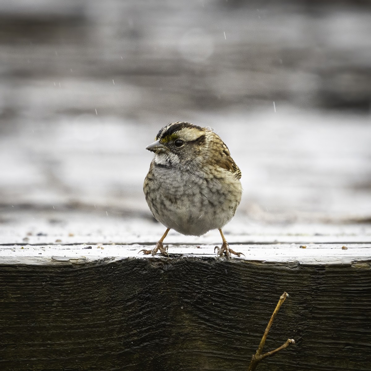 White-throated Sparrow - ML635617524