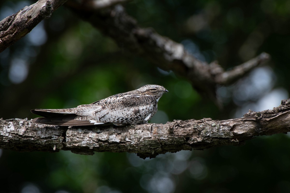 Common Nighthawk - ML635617532