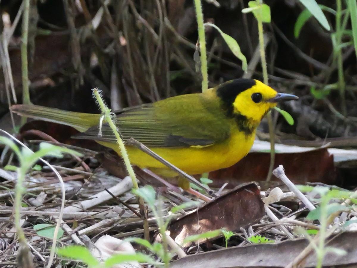 Hooded Warbler - ML635617592