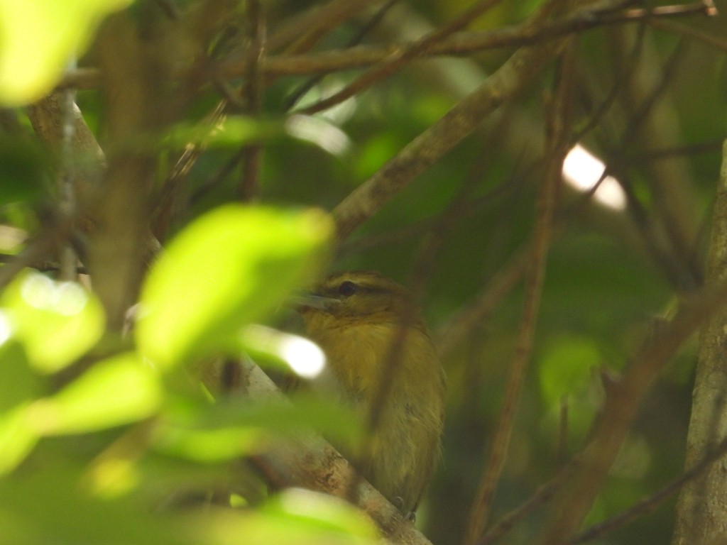 Russet Antshrike - ML635617710