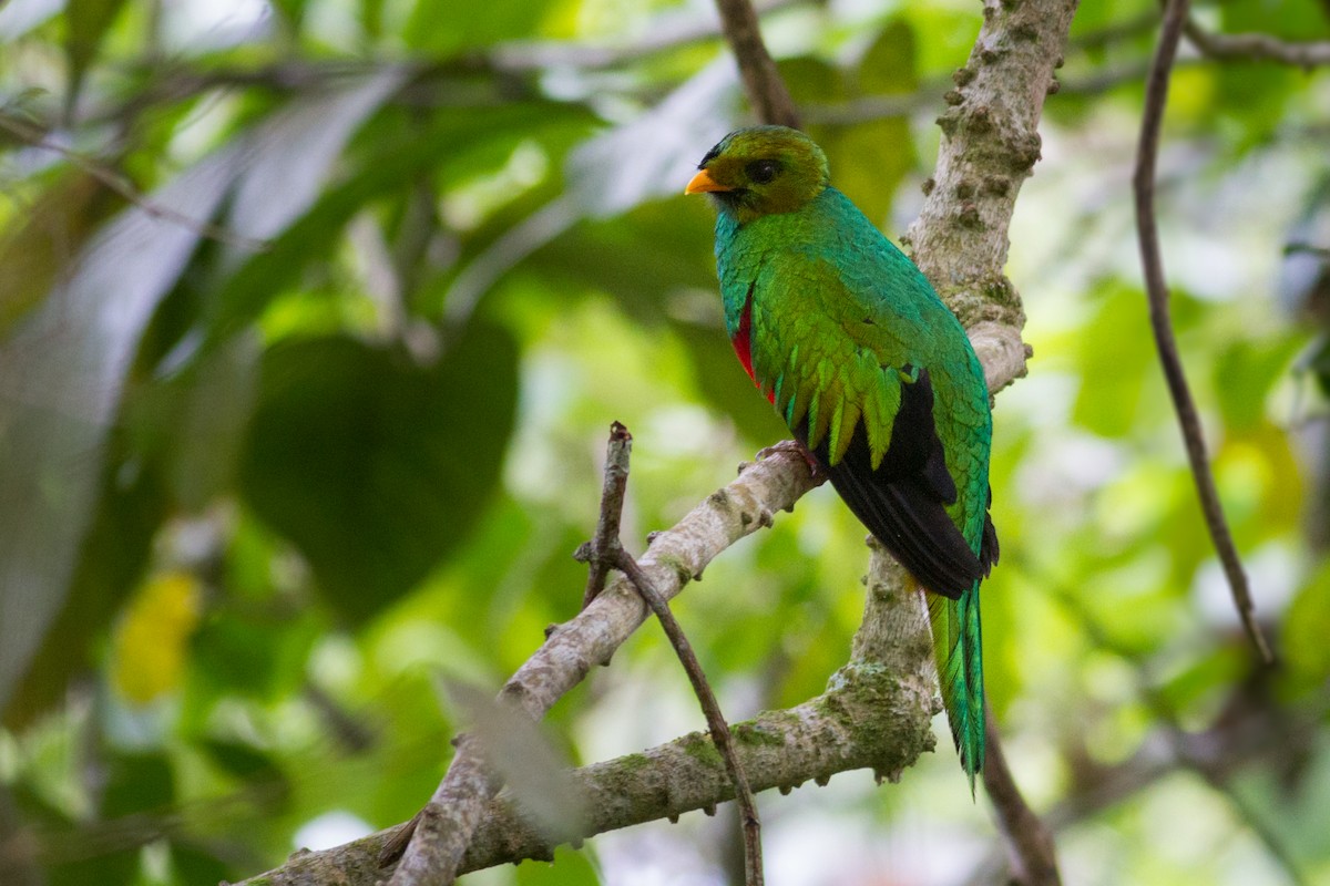 White-tipped Quetzal - ML635617729