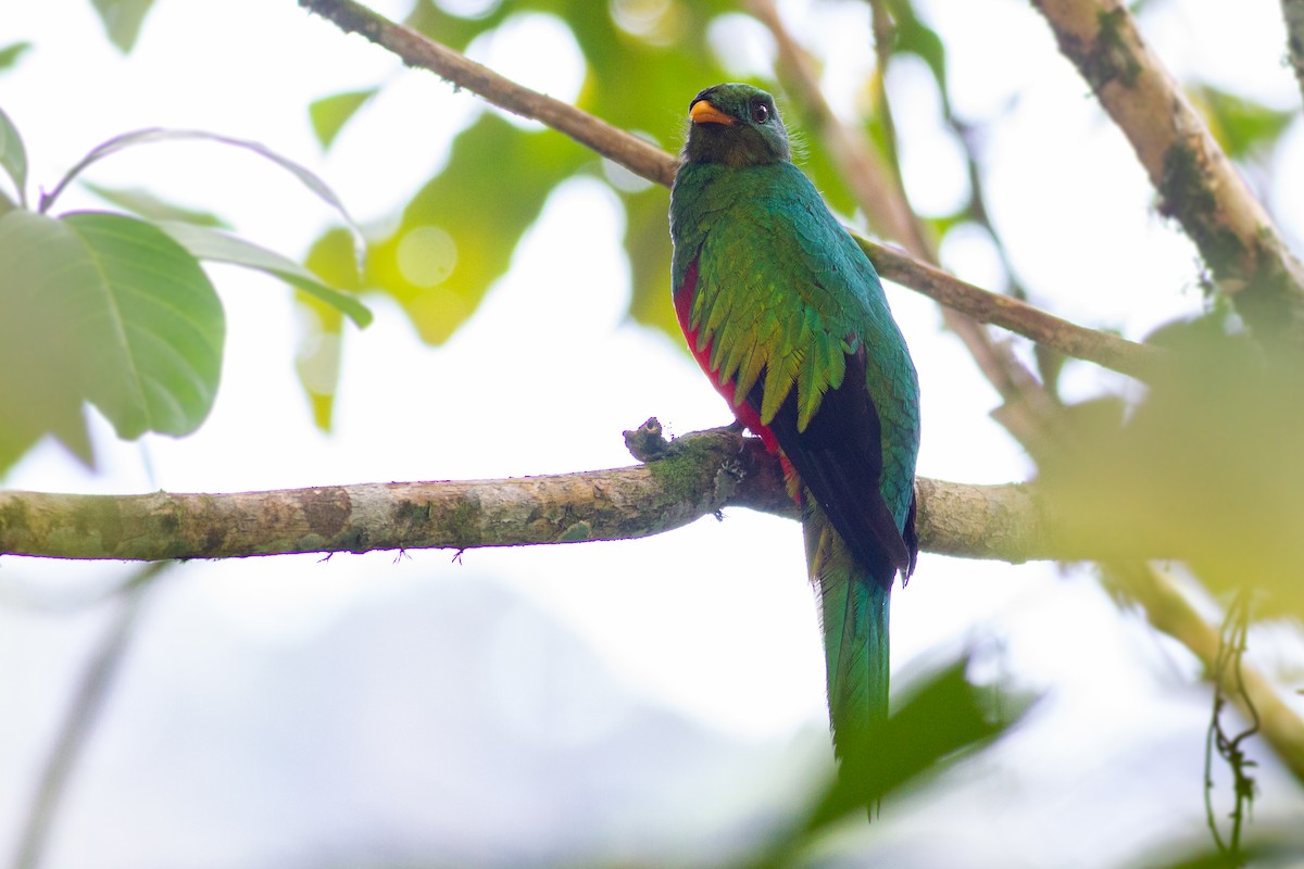 White-tipped Quetzal - ML635617730