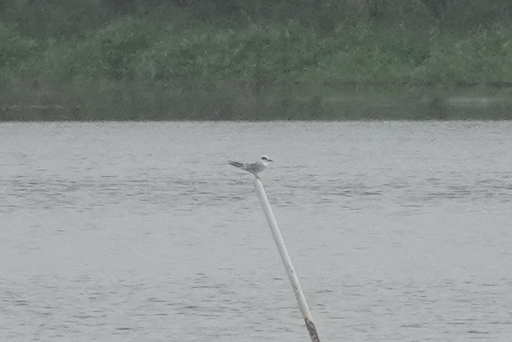 Forster's Tern - ML635617734