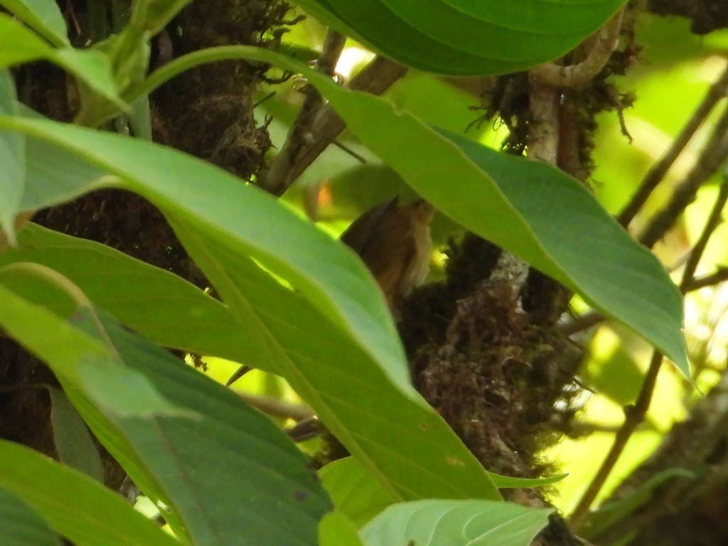 Ochraceous Wren - ML635617743