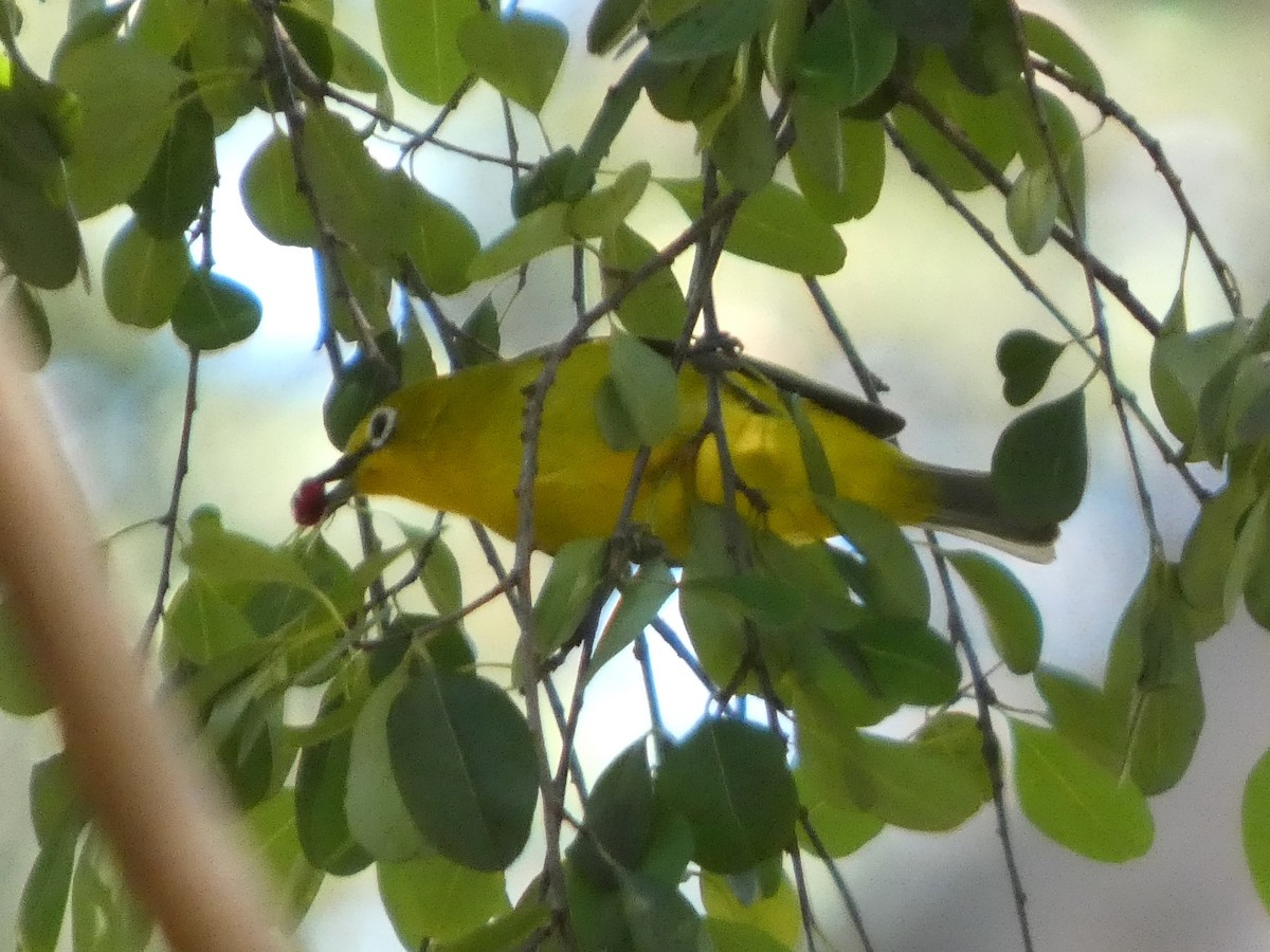 Southern Yellow White-eye - ML635617901
