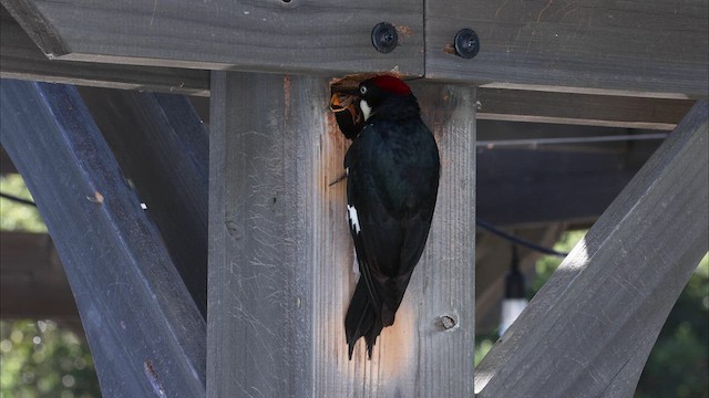 Acorn Woodpecker - ML635617922