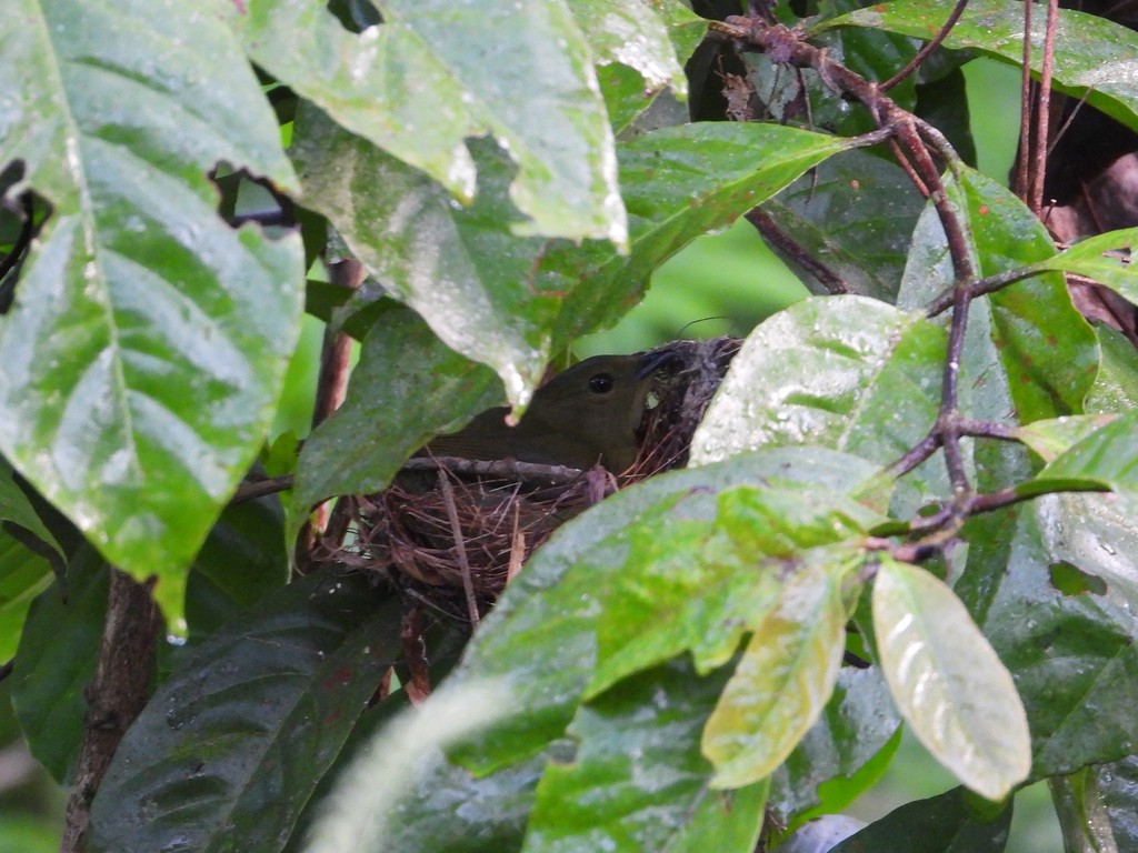 Golden-collared Manakin - ML635617963
