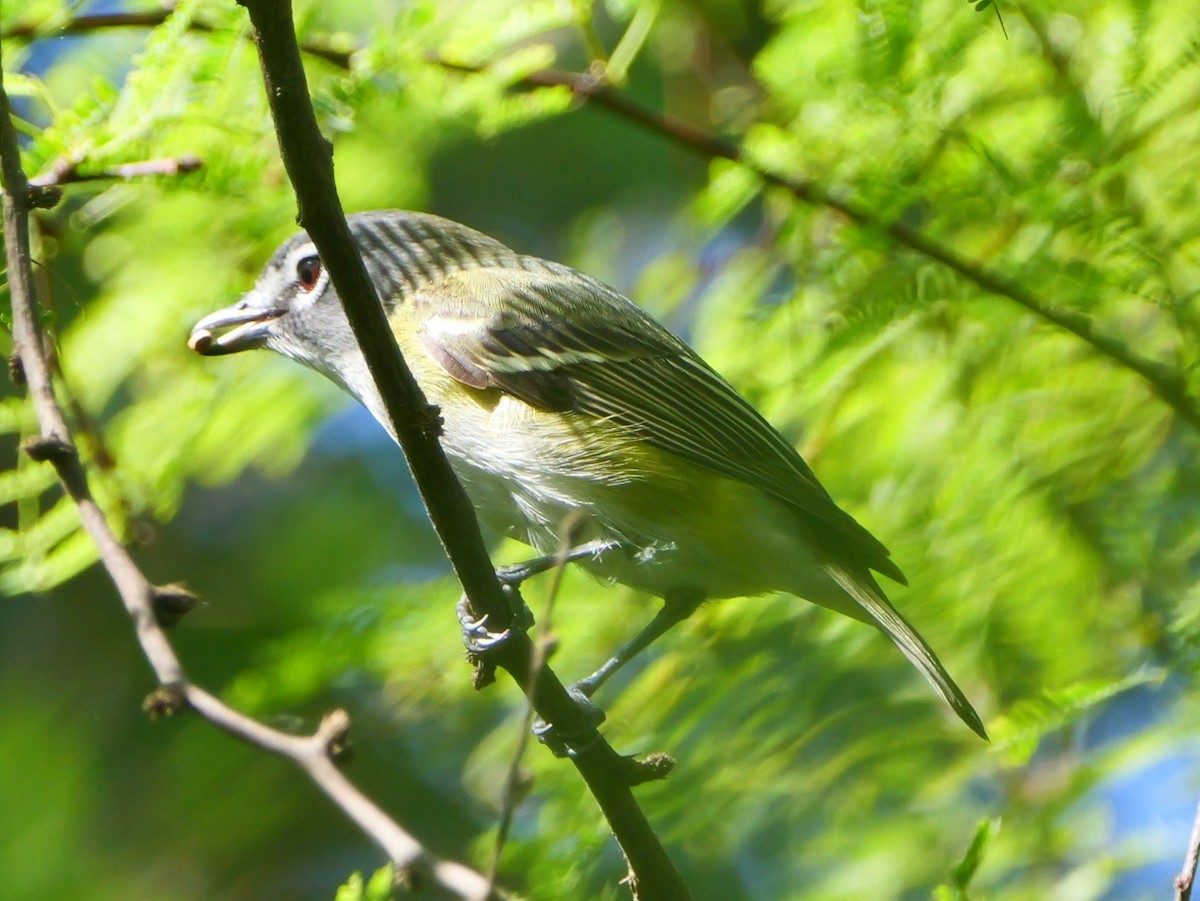 Blue-headed Vireo - ML635617970