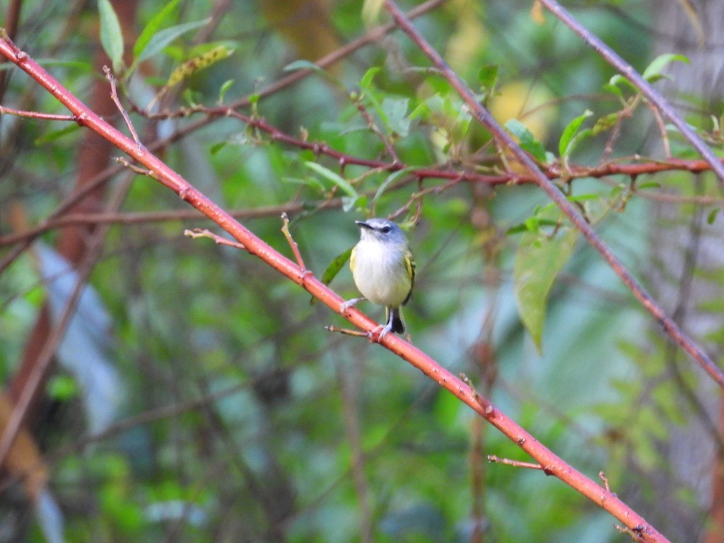 Slate-headed Tody-Flycatcher - ML635617998