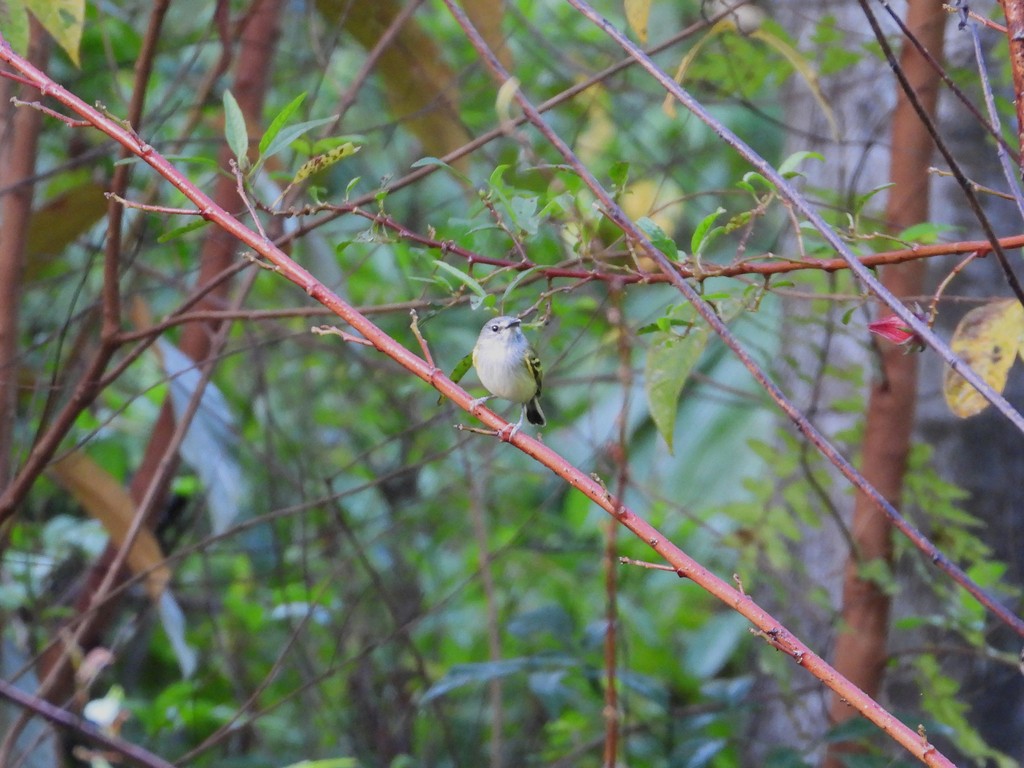 Slate-headed Tody-Flycatcher - ML635617999