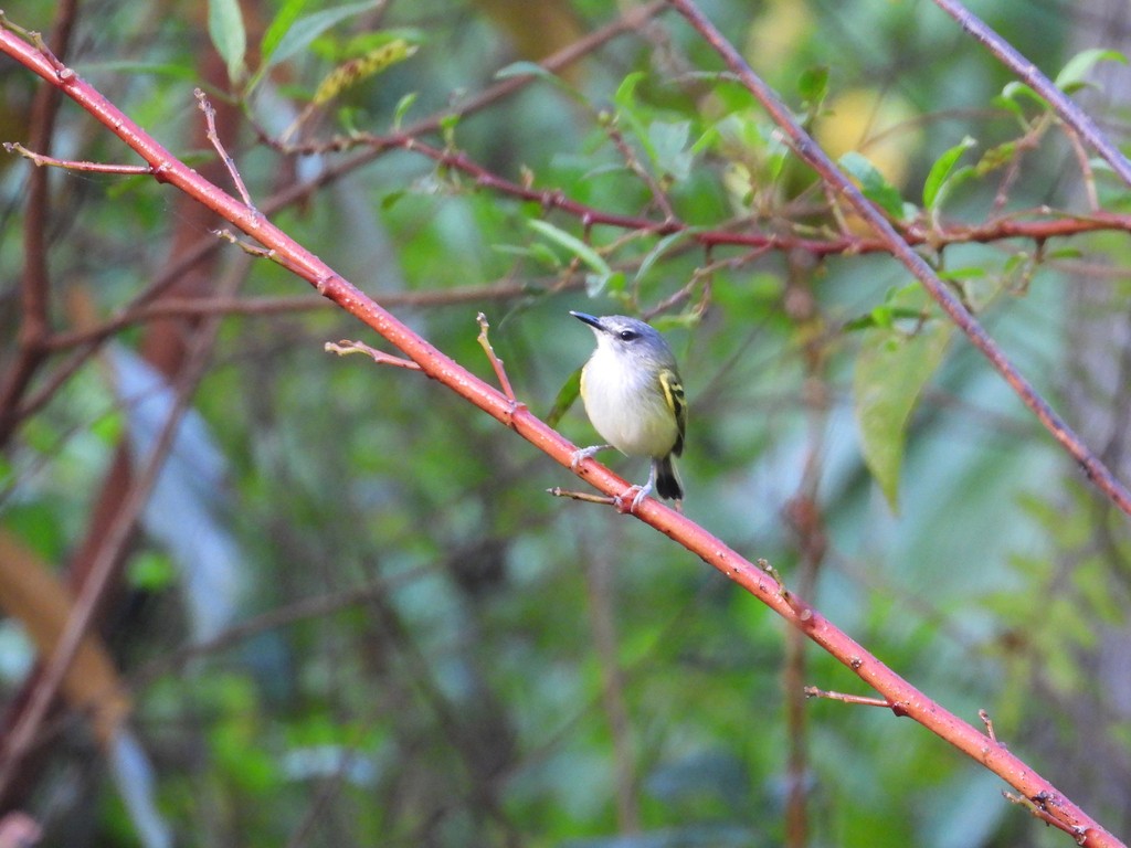 Slate-headed Tody-Flycatcher - ML635618000