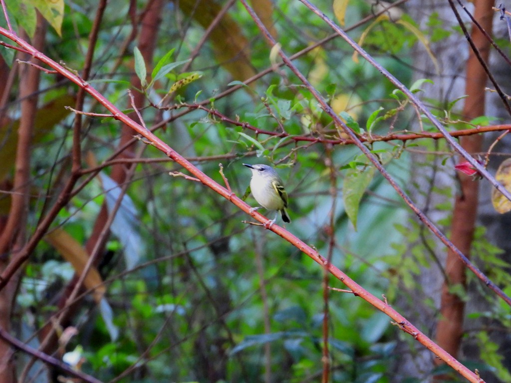 Slate-headed Tody-Flycatcher - ML635618003