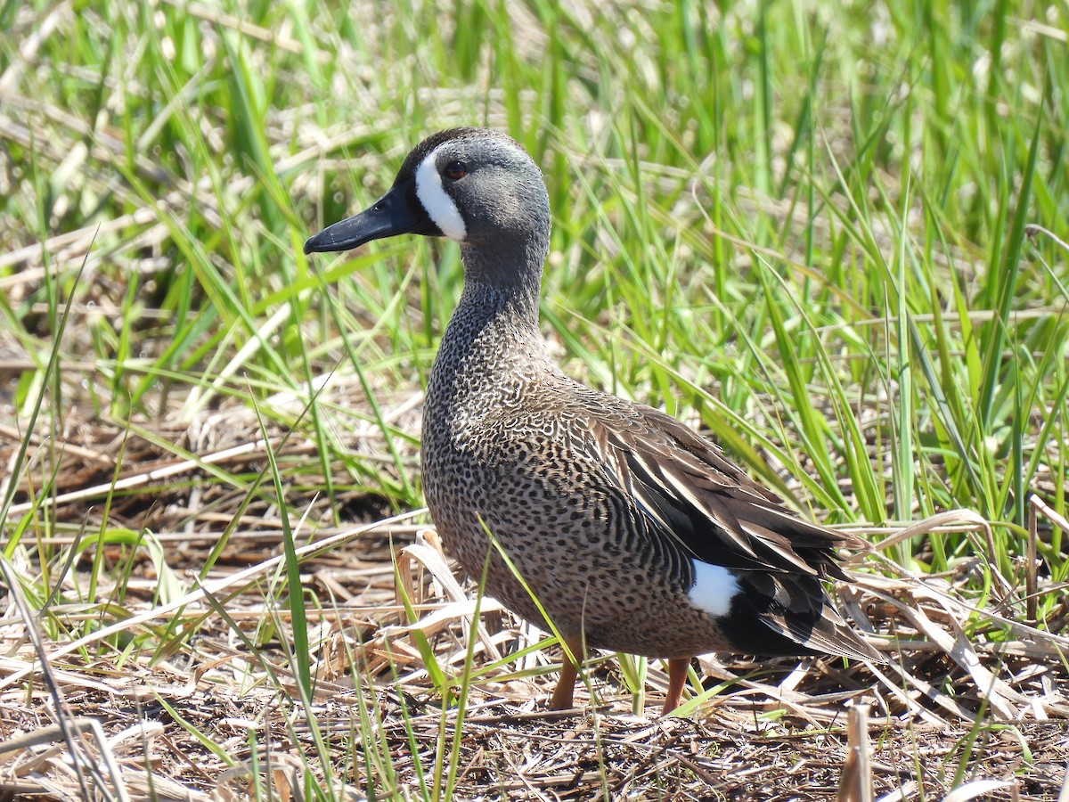 Blue-winged Teal - ML635618036