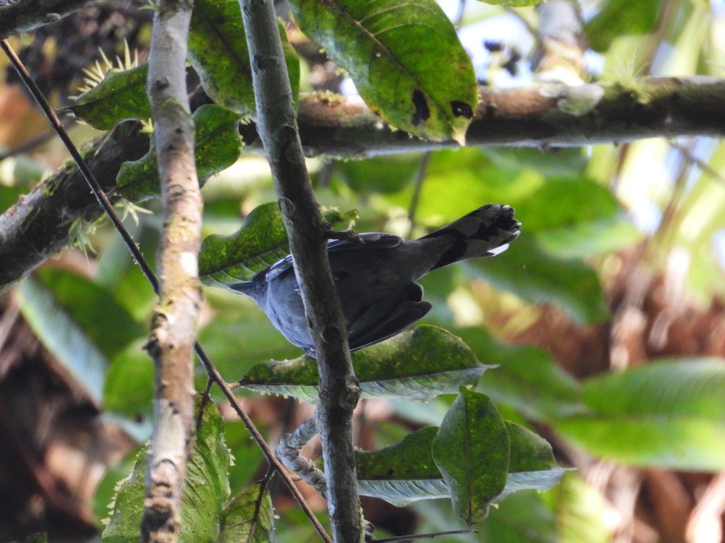 White-winged Becard - ML635618042
