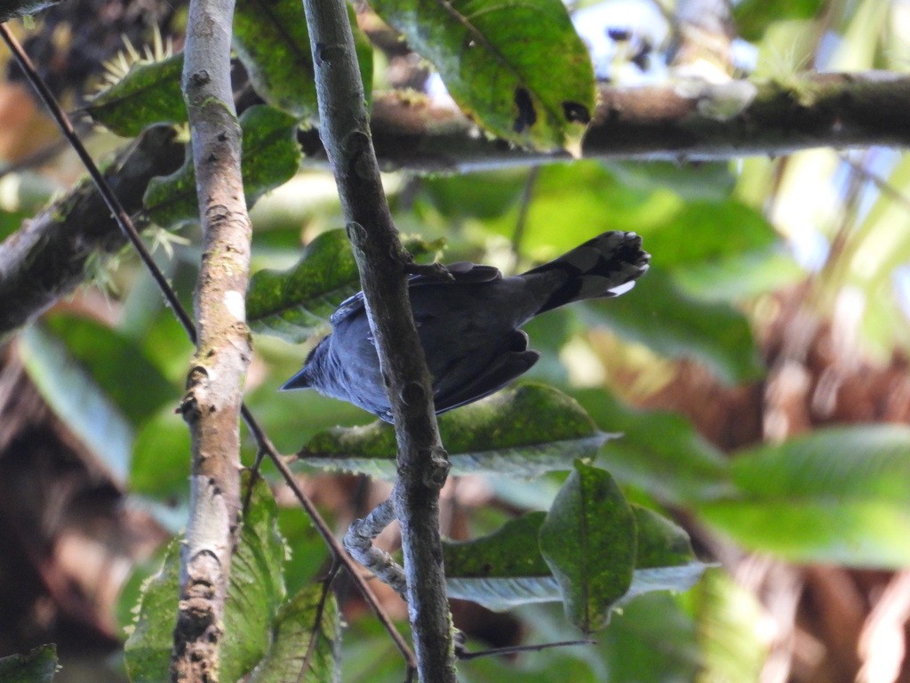 White-winged Becard - ML635618043