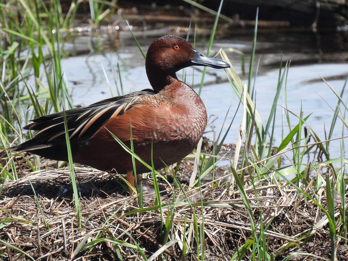 Cinnamon Teal - ML635618048