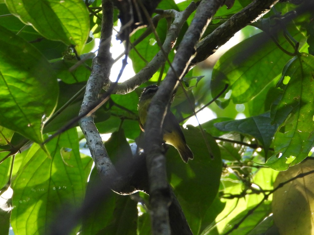 Brown-capped Tyrannulet - ML635618077