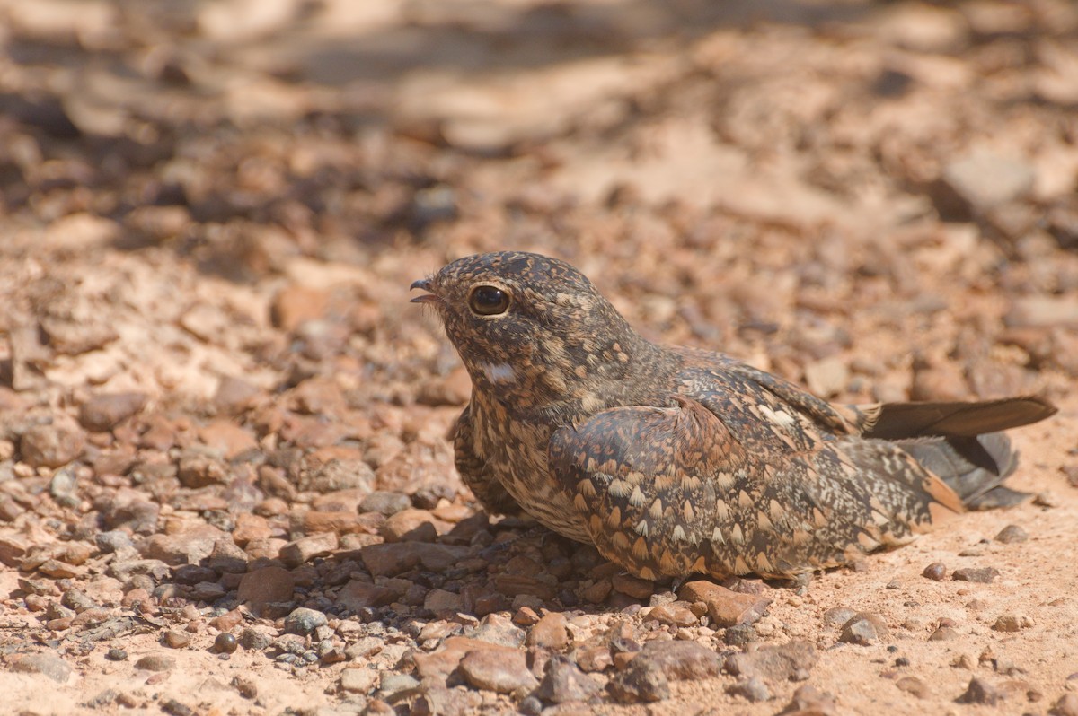Least Nighthawk - ML635618090