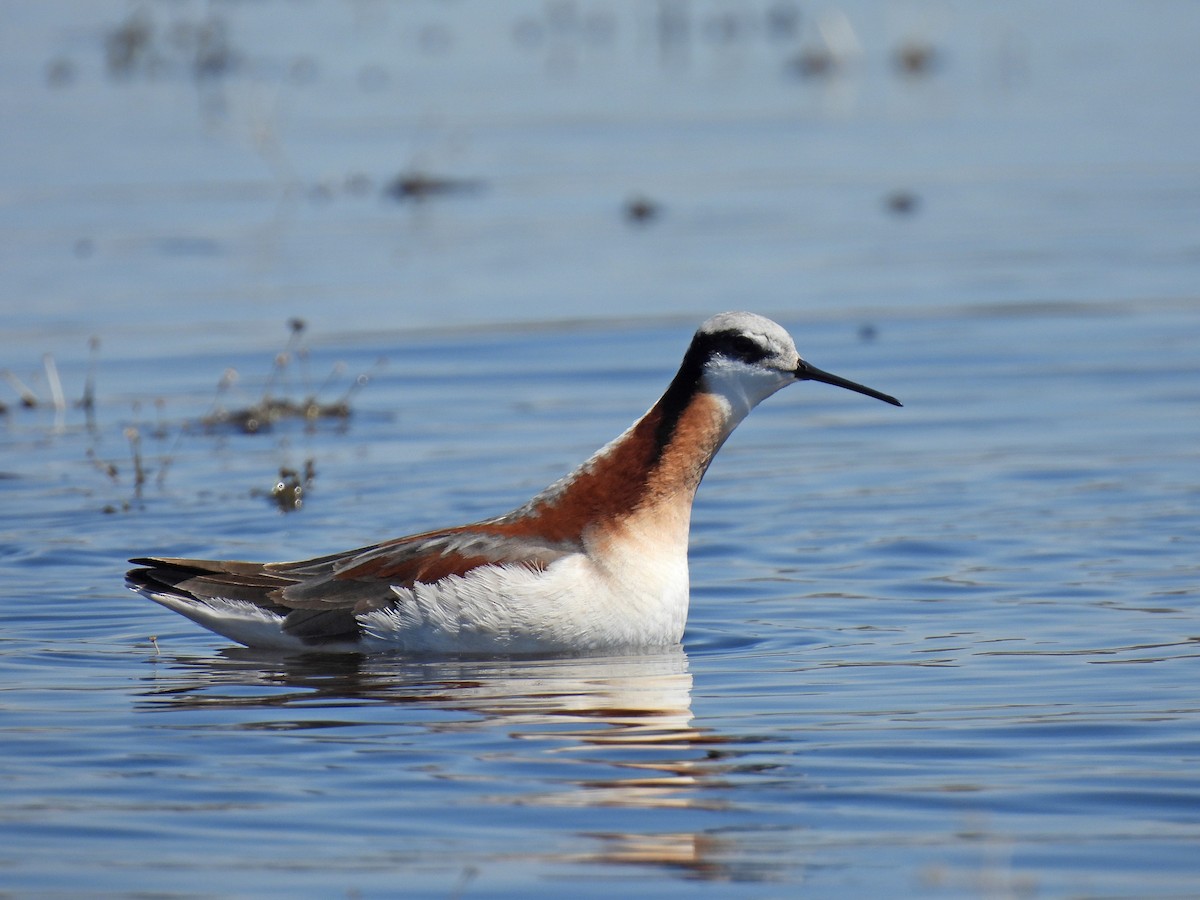 Wilson's Phalarope - ML635618092