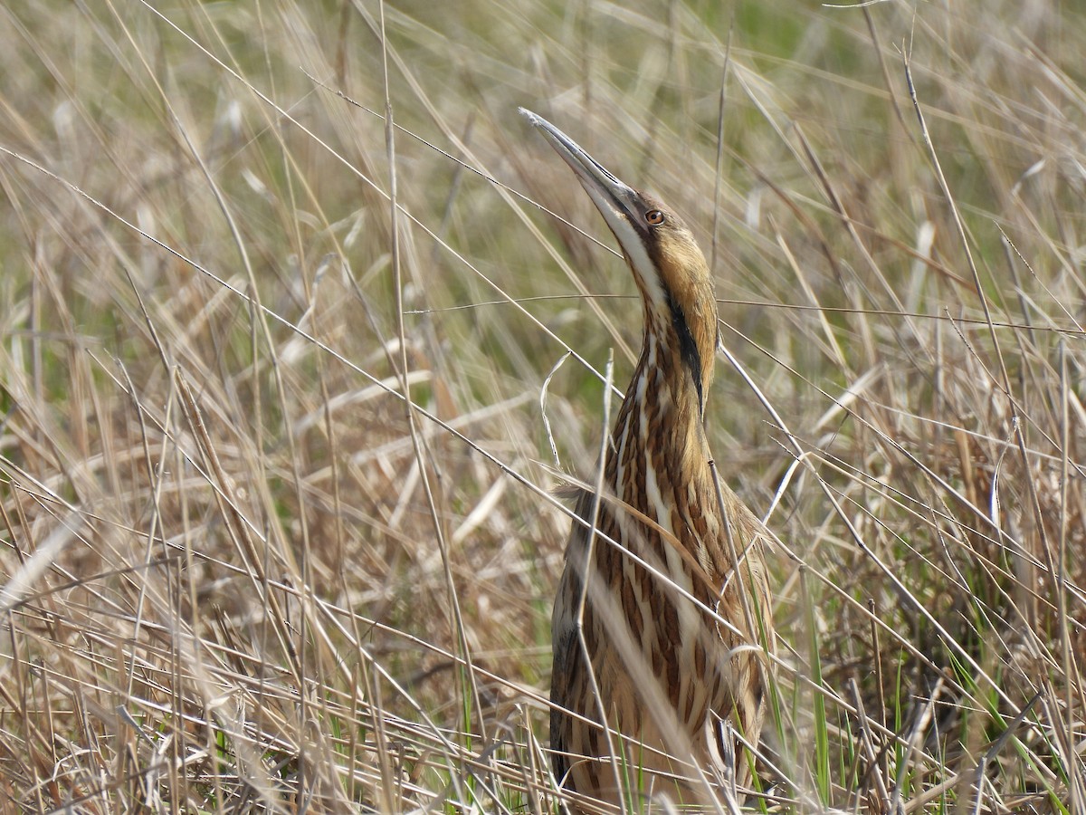 American Bittern - ML635618113