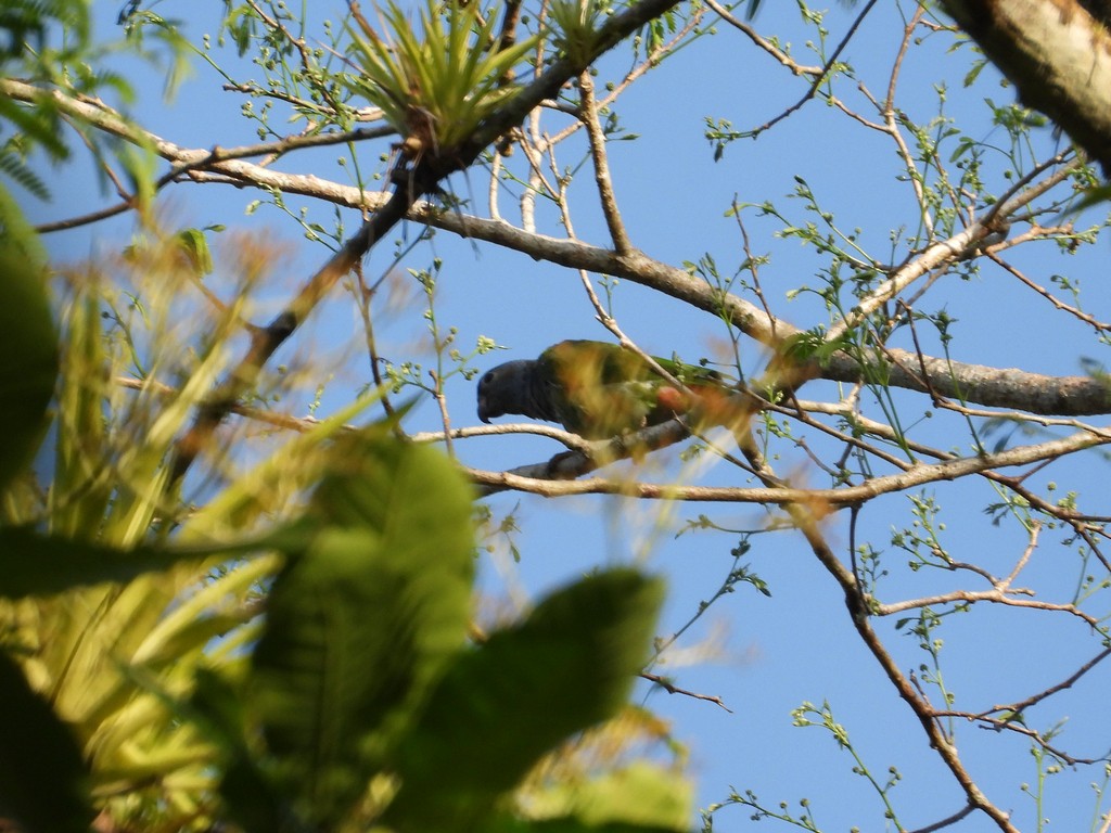 Blue-headed Parrot - ML635618133